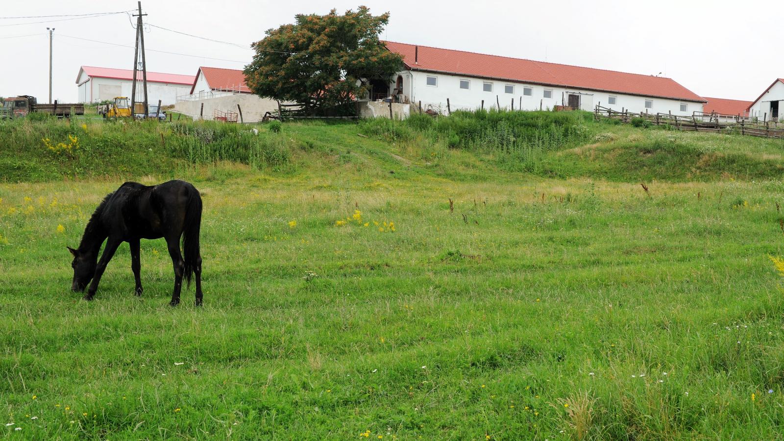 Magányos ló legel az alsótelekesi vendégház gyepén. Az Aranyló pihenőhely is a Veres-családhoz tartozik Fotó: Népszava /Molnár Á