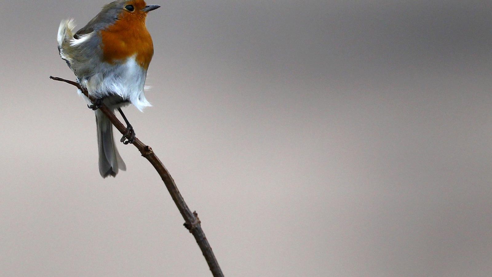 Fotó: Matt Cardy, Getty Images