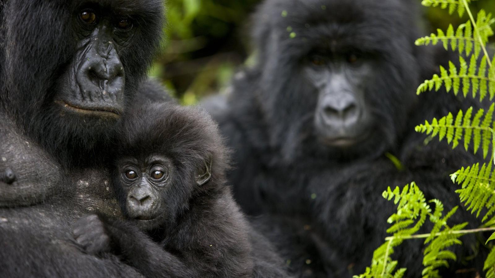 Fotó: Brent Stirton, Getty Images