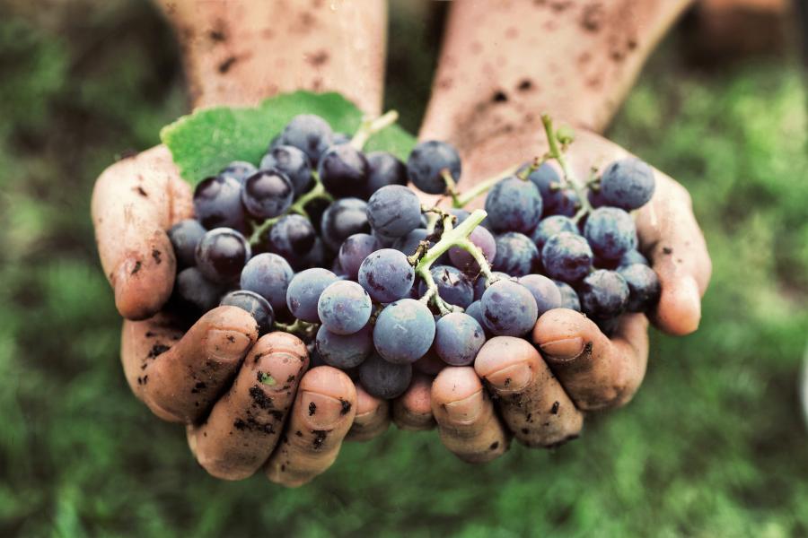 Érik a szőlő, menekül a turista Balatonberényből