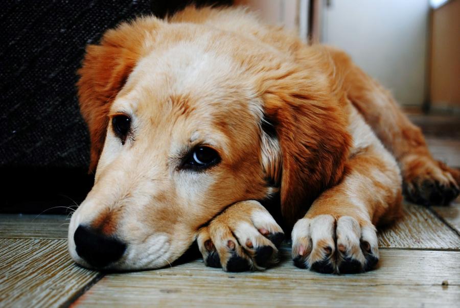 Vérből is kiszűrhető a kutyák májbetegsége