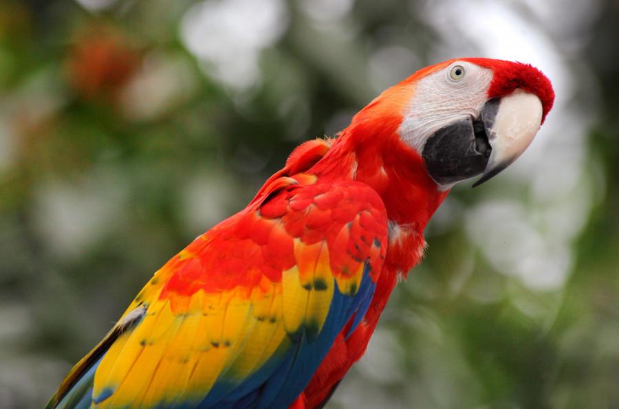 1500 eurós papagájt kergettek a rozsnyói tűzoltók (videó)