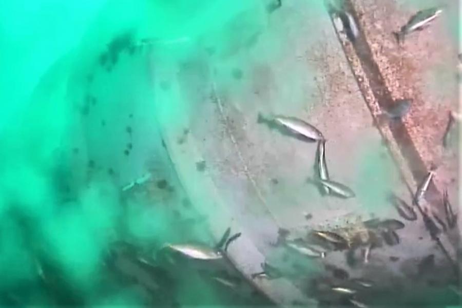Kísérleti adatközpontot süllyesztettek a tengerbe, és mi kamerán nézhetjük körülötte a halakat