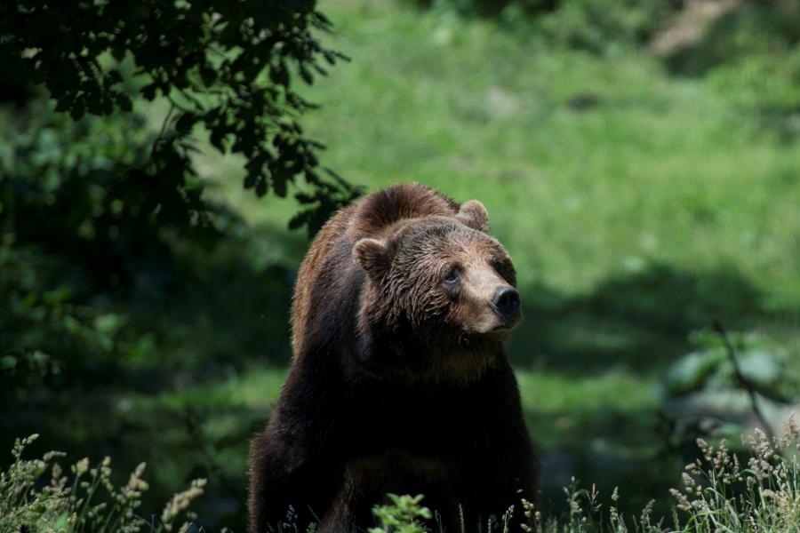 Újabb támadás - Gyümölcsösben esett áldozatának egy hargitai medve