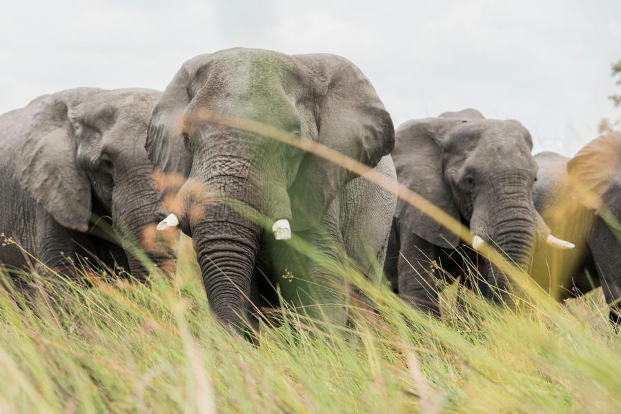 Csaknem 100 elefánttetemet találtak egy botswanai rezervátumban