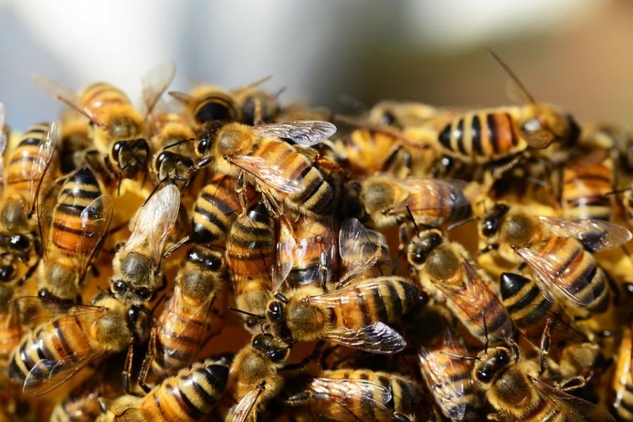 Méhek kezelésére szolgáló készítményt hívott vissza a Nébih