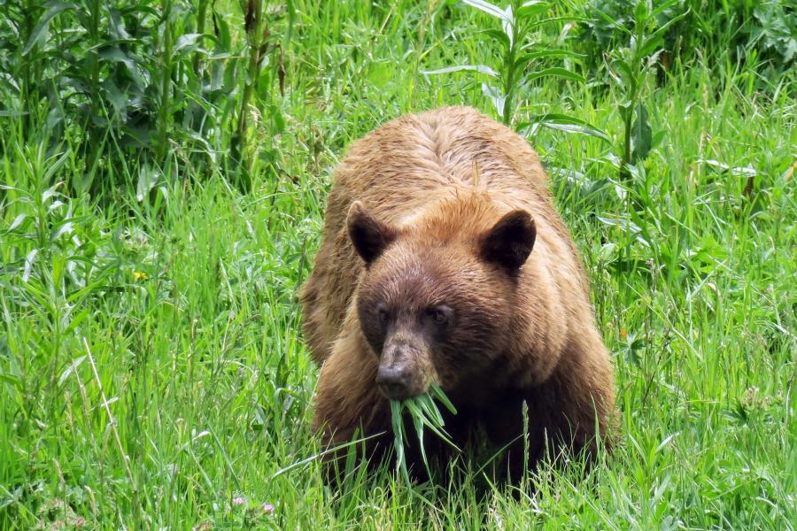 Megmenekültek a grizzlyk: továbbra sem lehet rájuk vadászni