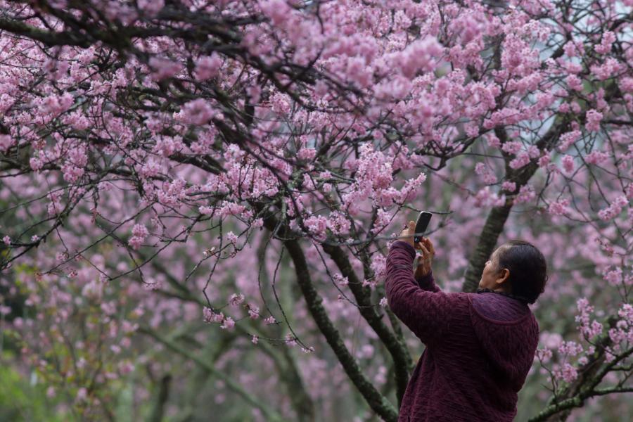 A tájfunok megbolondították a japán cseresznyefákat: októberben virágoznak