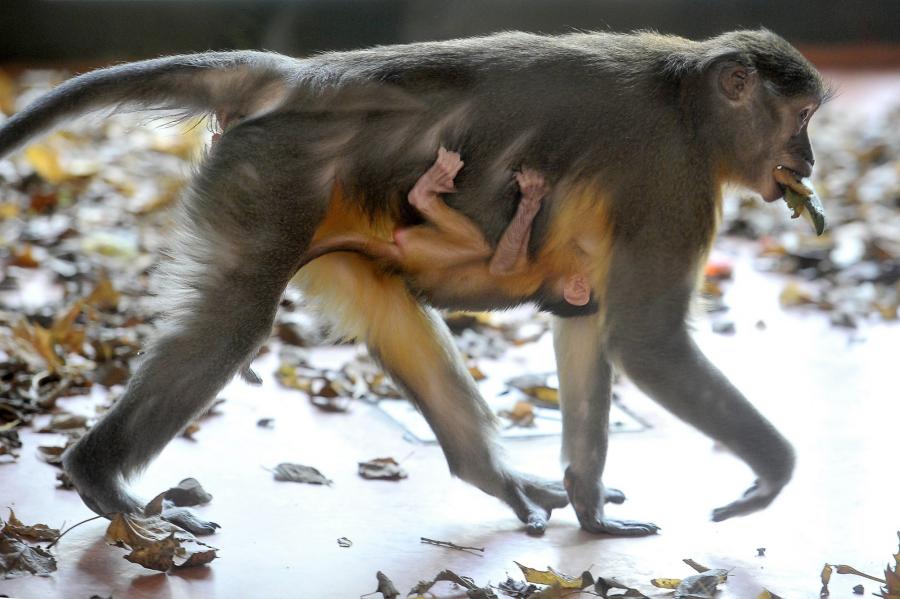 Még nem tudni, milyen nemű a budapesti állatkert ritka majombébije