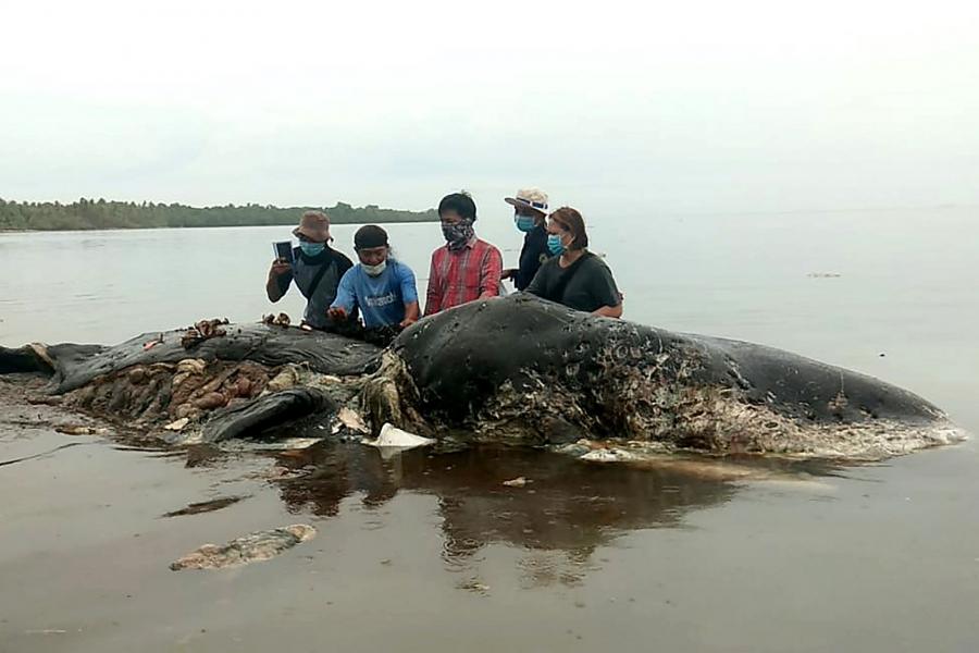 Strandpapucs is volt a hatkilónyi szemét között egy elpusztult bálna gyomrában