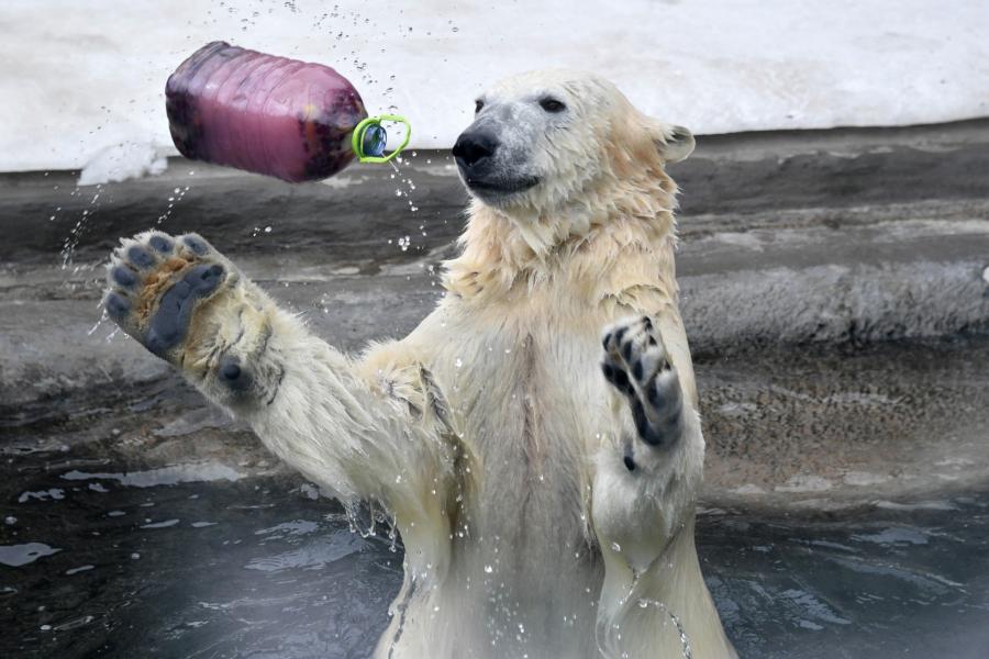 Jegesmedve-terror miatt hirdettek szükségállapotot az orosz sarkvidéken