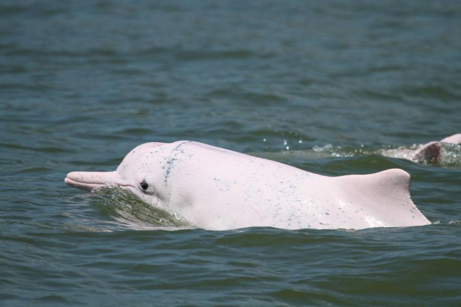 Egy norvég halász segített egy dezertőr fehér delfinnek