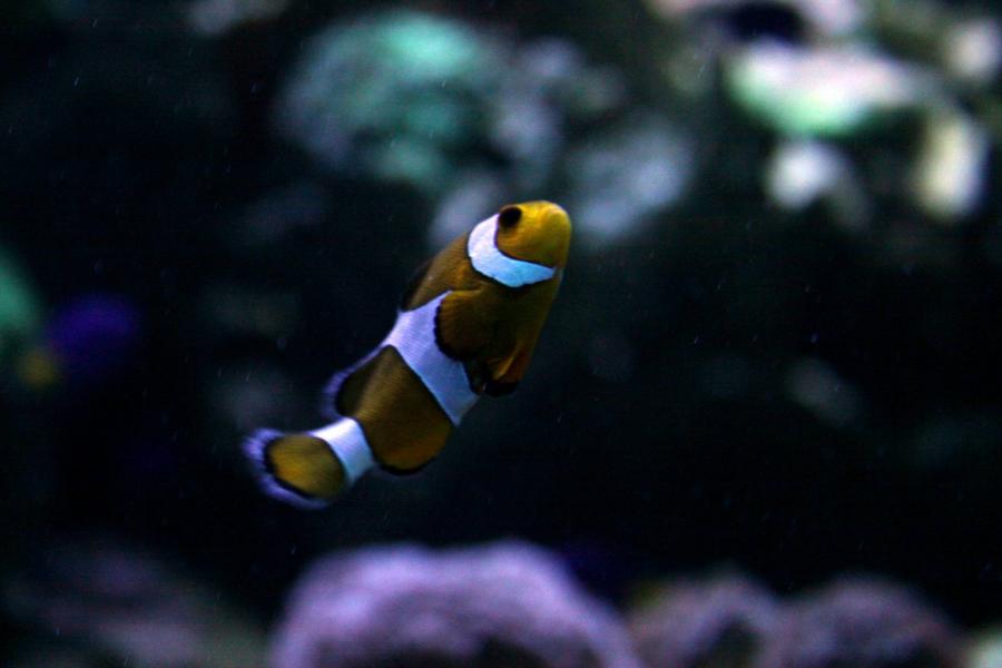 Már annyi a fény a korallzátonyoknál, hogy tönkreteszi a bohóchalak nemi életét és így a kihalás szélére kerülhetnek