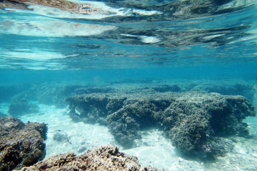 Odaveszett a Guamhoz közeli korallzátonyok egyharmada az óceán felmelegedése miatt