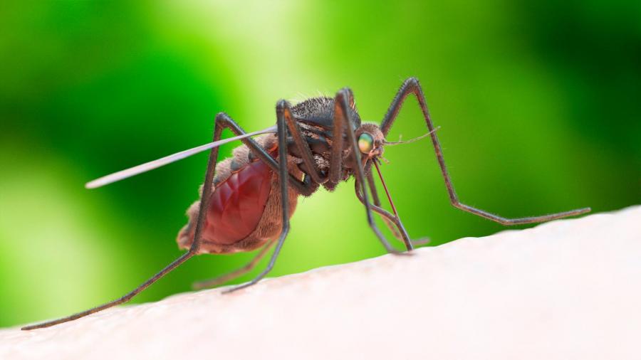 Járványveszélyt hirdettek a dengue-láz miatt Nicaraguában