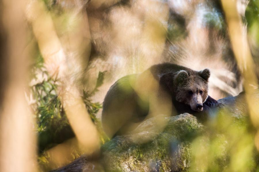 Kilőttek 75 szlovén medvét, a 76. megtámadott egy vadászt