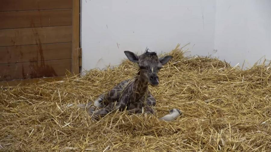 Újabb zsiráfborjú született, ezúttal Veszprémben (videó)