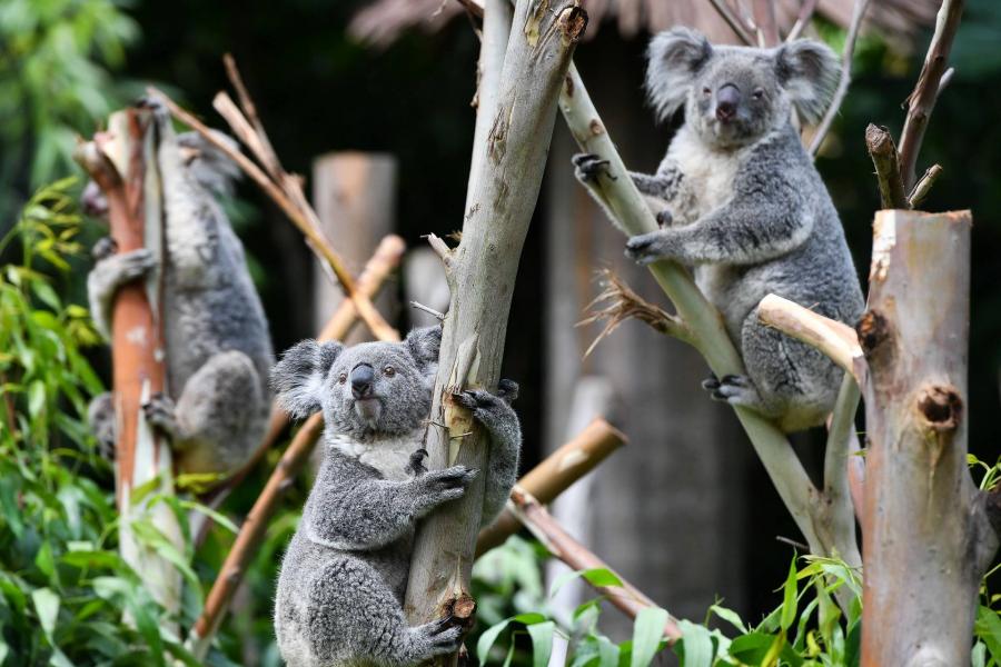 Bélflórájuk megváltoztatásával menthetők meg a kihalástól a koalák