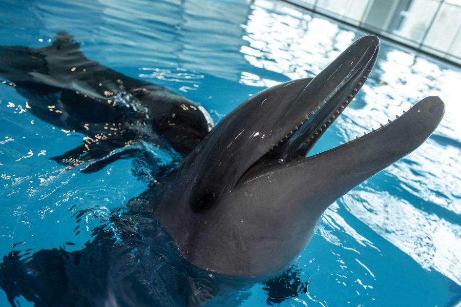 Kiszabadult a „cetbörtönből” a két utolsó kardszárnyú delfin is