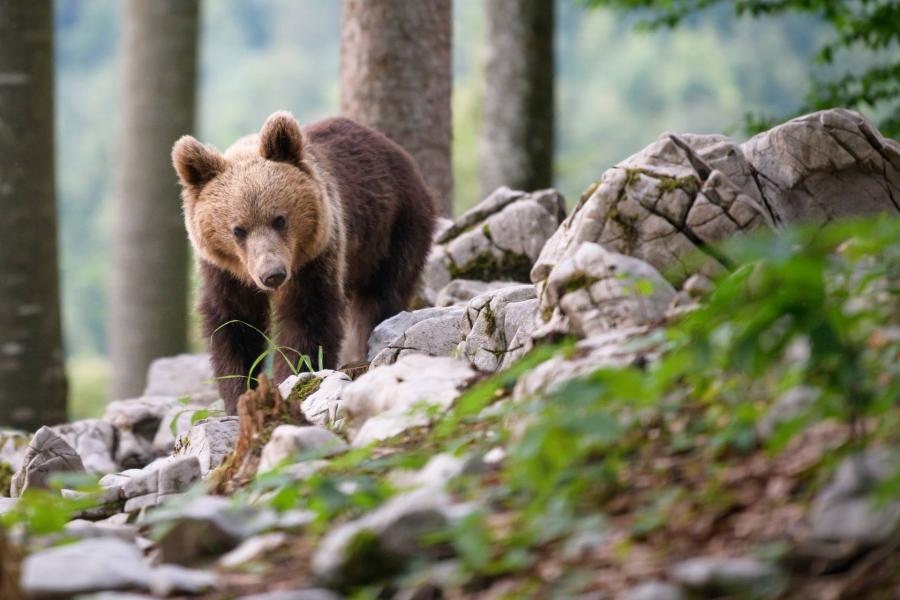 Két medvetámadás is volt Romániában, egy férfi belehalt sérüléseibe