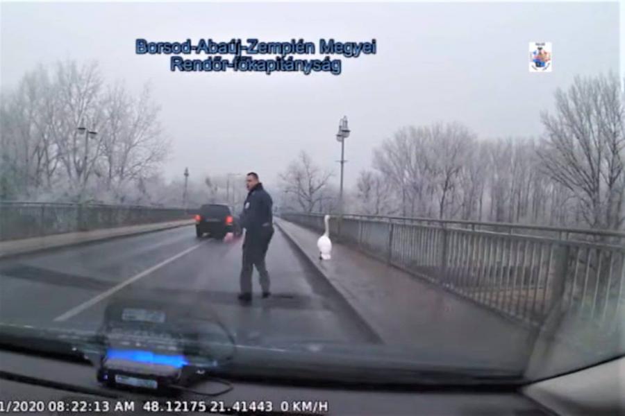Rendőrt kellett hívni a Tisza hídon totyogó hattyúhoz (videó)