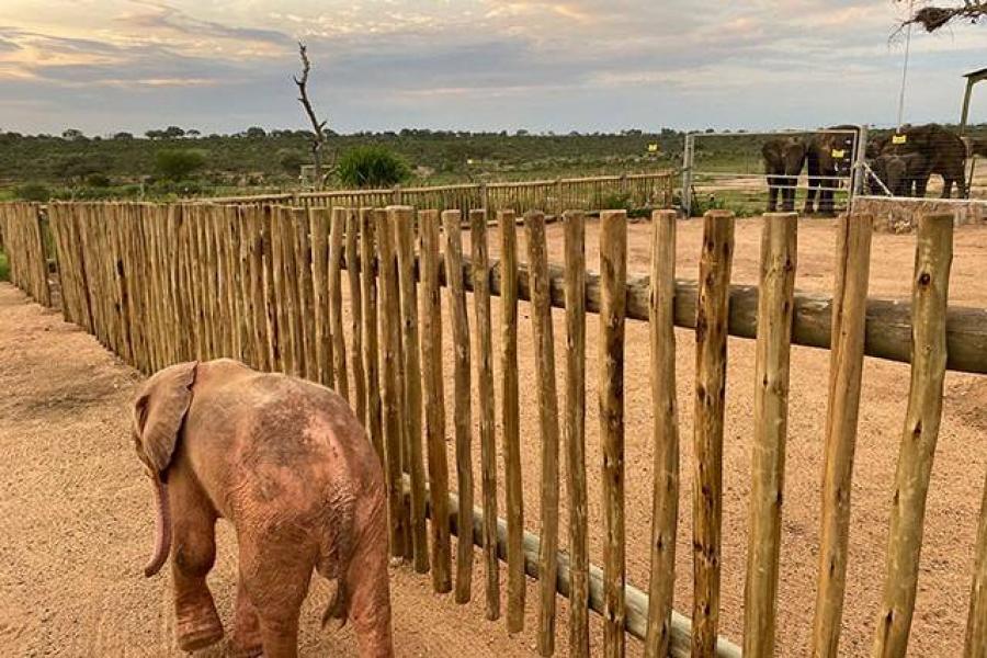 Albínó elefántlányt mentettek egy vadorzó csapdájából Dél-Afrikában