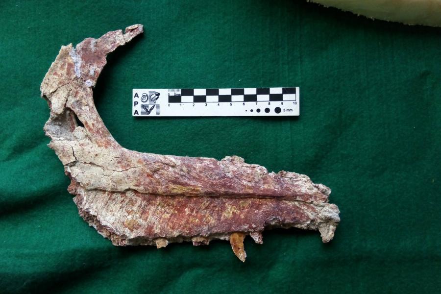 Távoli T-rex rokont találtak Argentínában