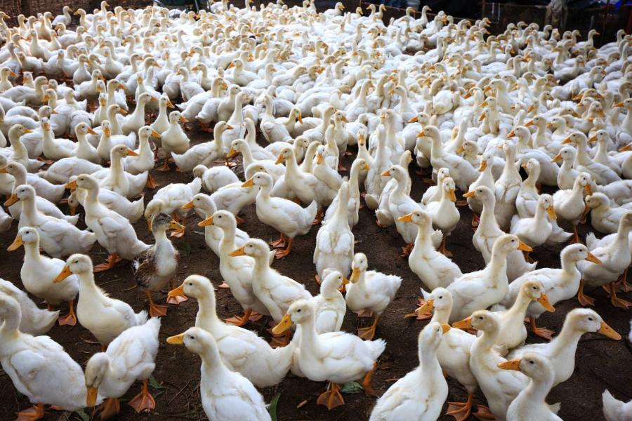 Felszámoltak, vagyis leöltek egy 27 ezres kacsaállományt Békésben, pedig az állatok nem is voltak fertőzöttek