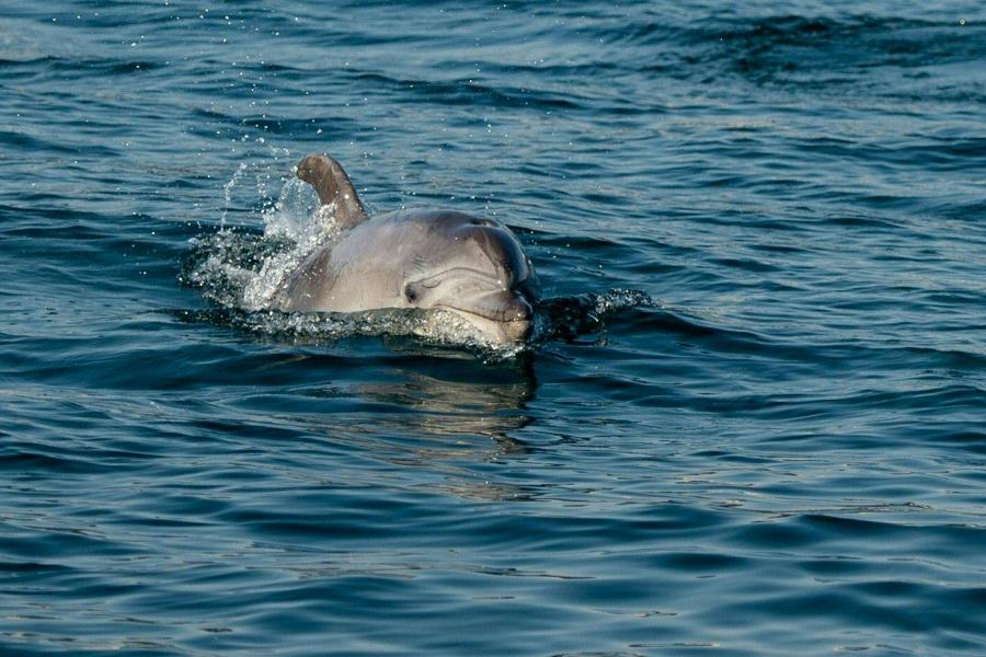 Visszafoglalták a delfinek a Boszporuszt