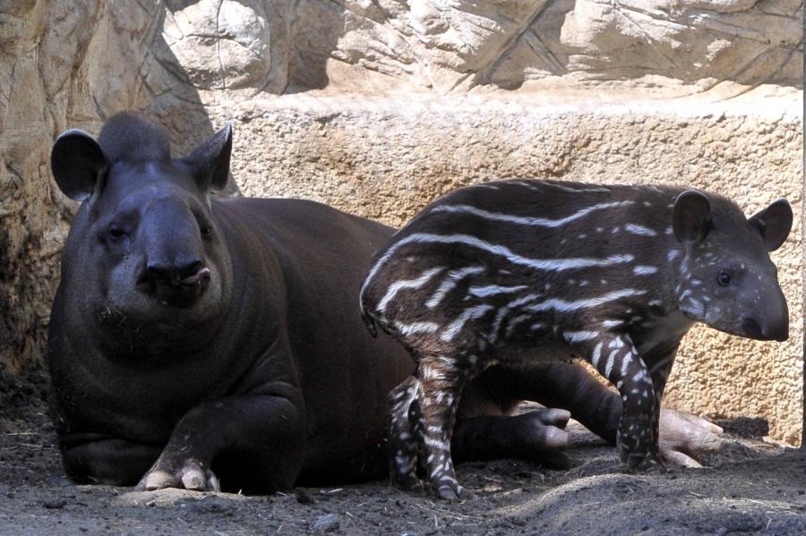 Szerdán nyit a budapesti állatkert, de egyelőre csak online lehet jegyet vásárolni