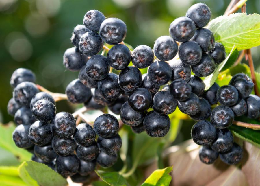 A bogyós gyümölcsök is hozzájárulhatnak a demencia megelőzéséhez
