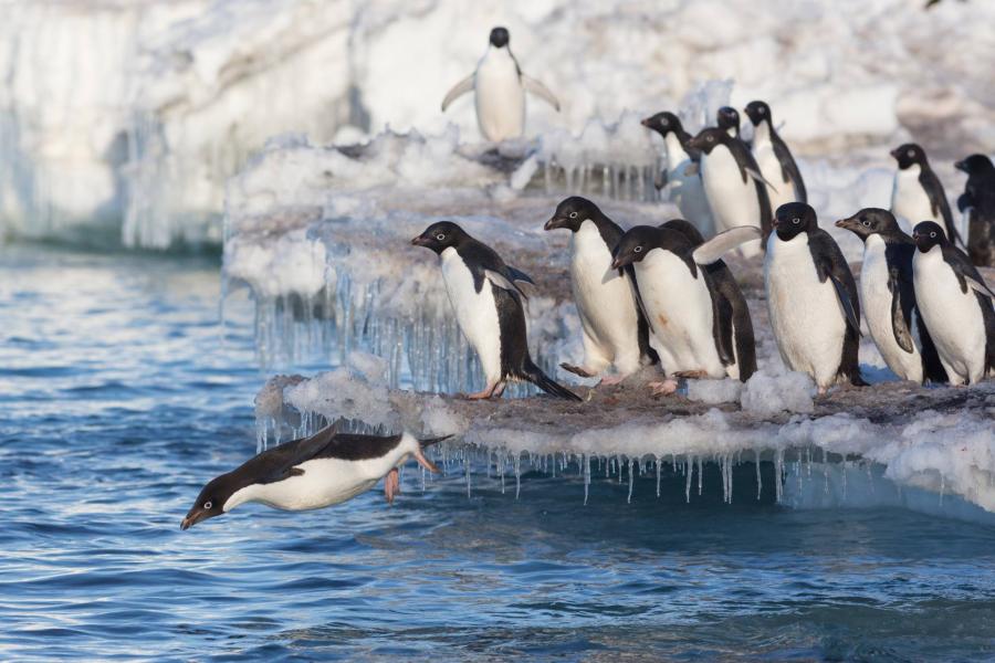 Az antarktiszi pingvineket nem zavarja a klímaváltozás