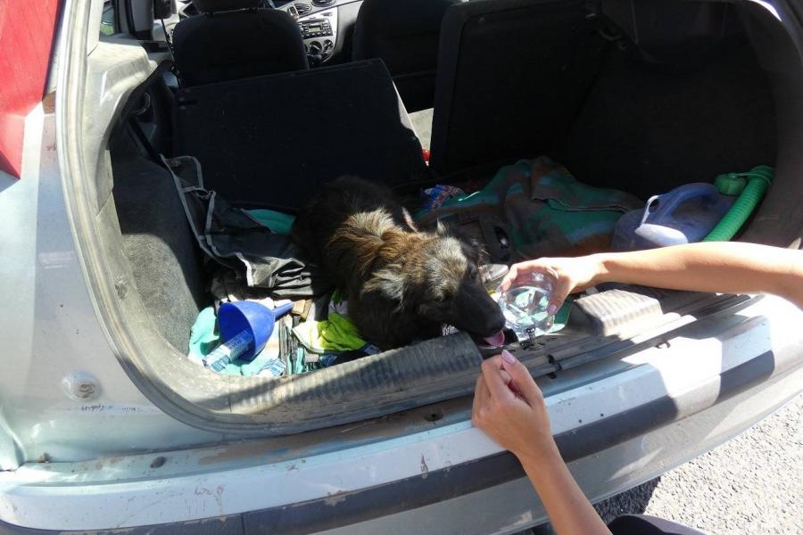 Megivott két liter bort, majd jogosítvány nélkül vezetett egy gyáli férfi, a csomagtartójában egy nyüszítő kiskutyát találtak