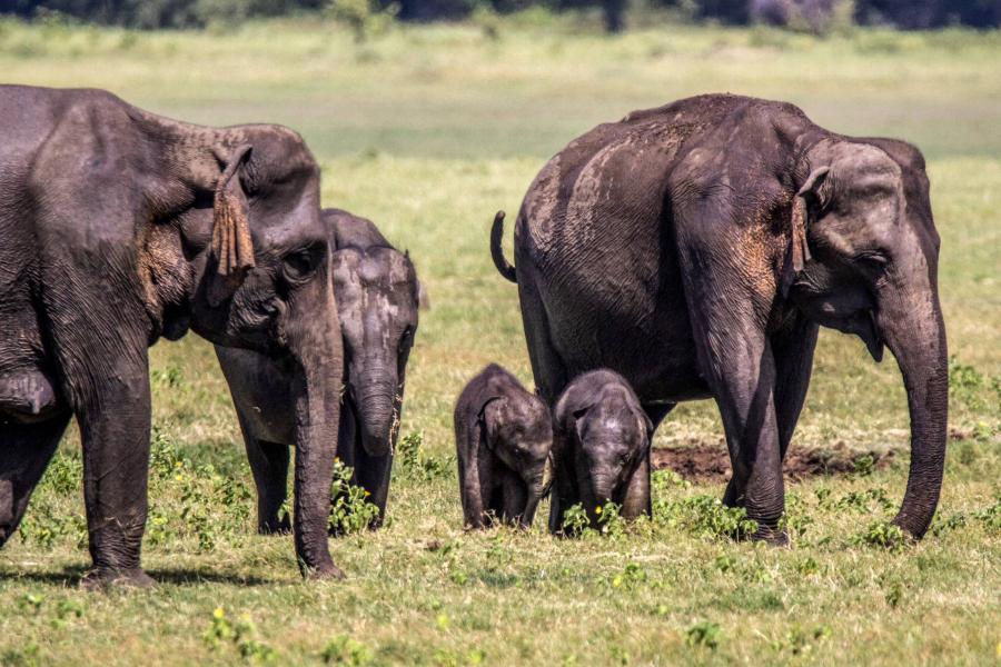 Ritkaság: elefántikrek születhettek egy Srí Lanka-i nemzeti parkban