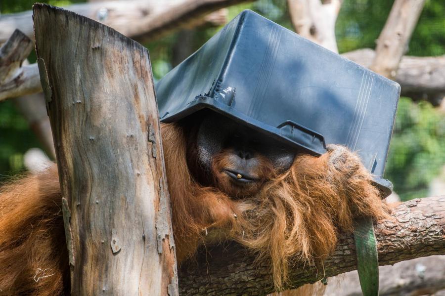 Párnapos orángutánbébi is látható lesz a születésnapos budapesti állatkertben