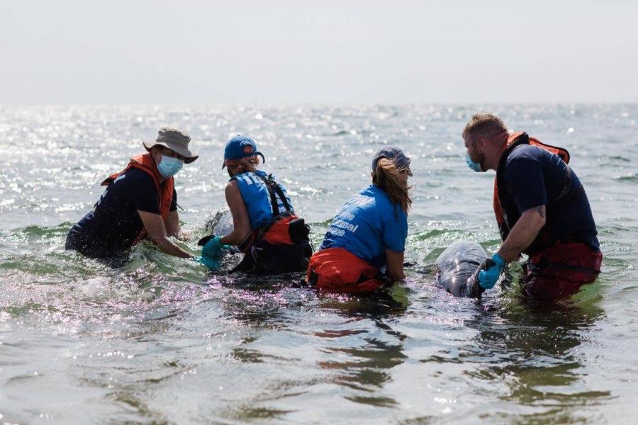 45 partra sodródott delfint mentettek meg Massachusettsben