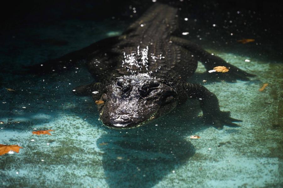 Az állatkert szétbombázását is túlélte a 83 éve Belgrádban élő aligátor