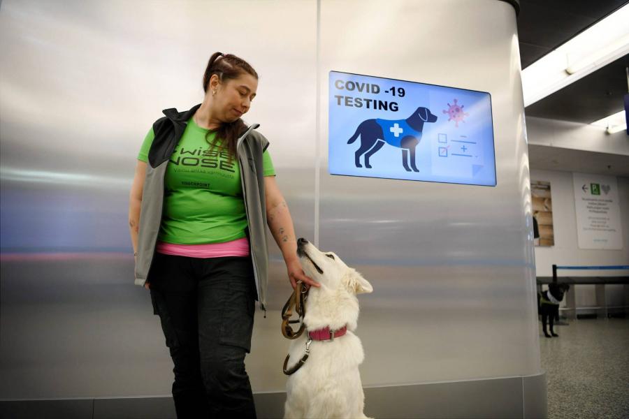 Koronavírust kiszagoló kutyák álltak szolgálatba egy finnországi repülőtéren