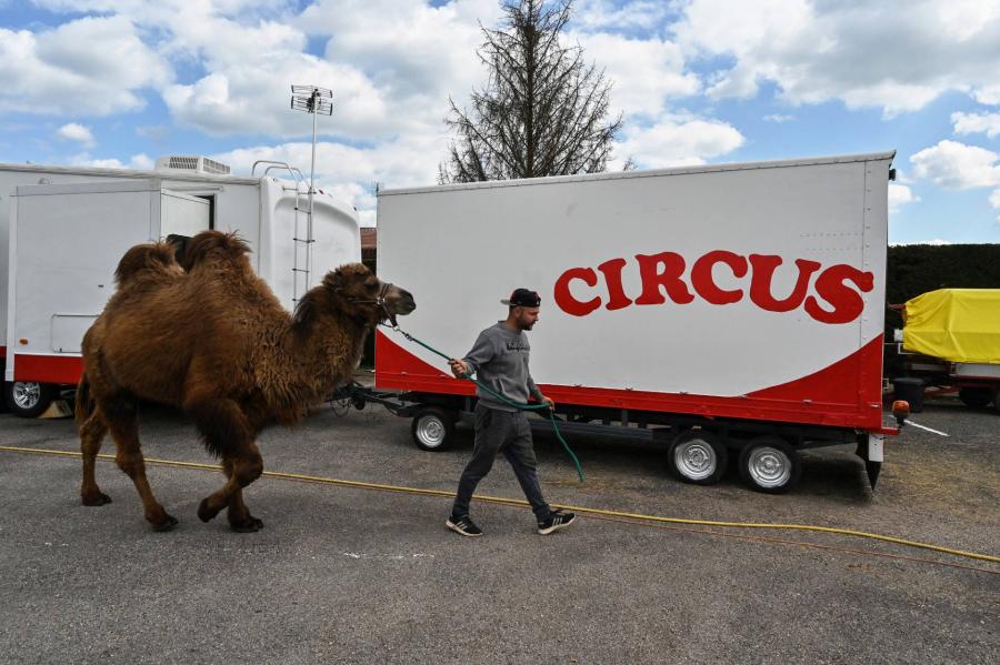 Betiltják a vadállatok cirkuszi szerepeltetését Franciaországban
