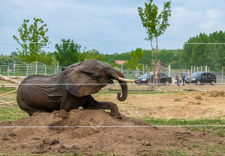 Állatkínzást gyanít a Nébih az elhullott cirkuszi elefántok ügyében