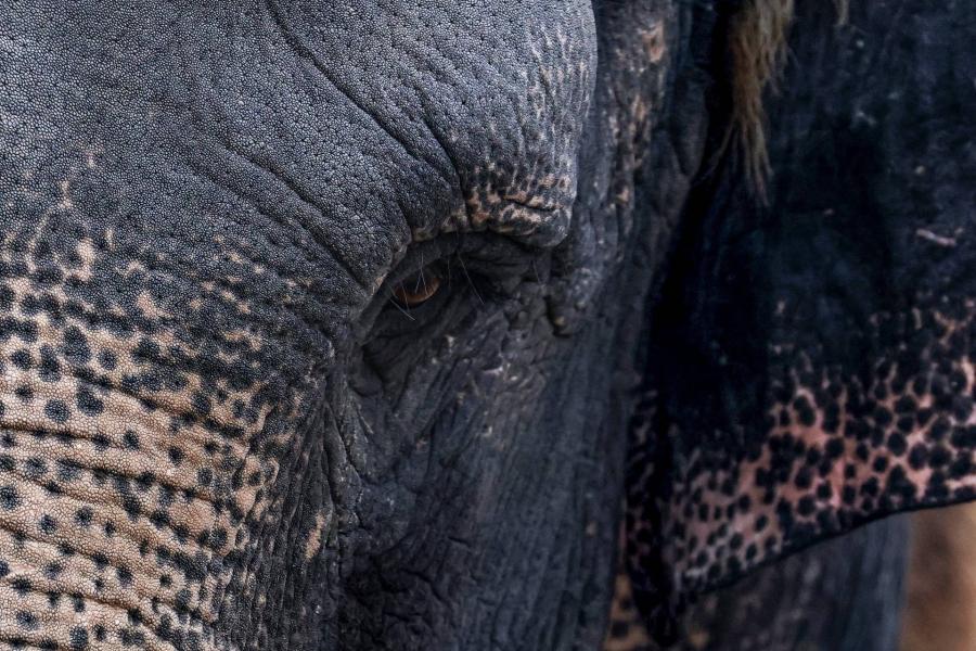 Kútba esett egy elefánt Indiában, 50 ember kellett a kimentéséhez