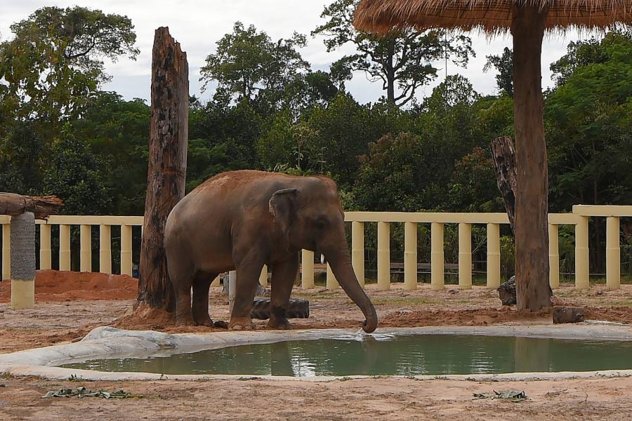 Élvezi új életét Kaavan, a már nem is magányos elefánt (videó)