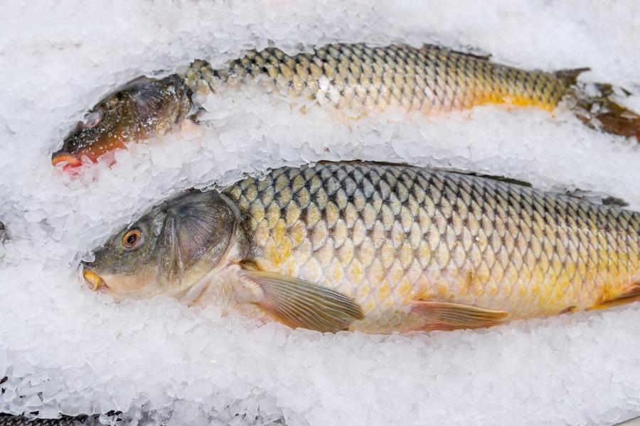 Hetven kilogramm gyanús eredetű fagyasztott halat zárolt a Nébih