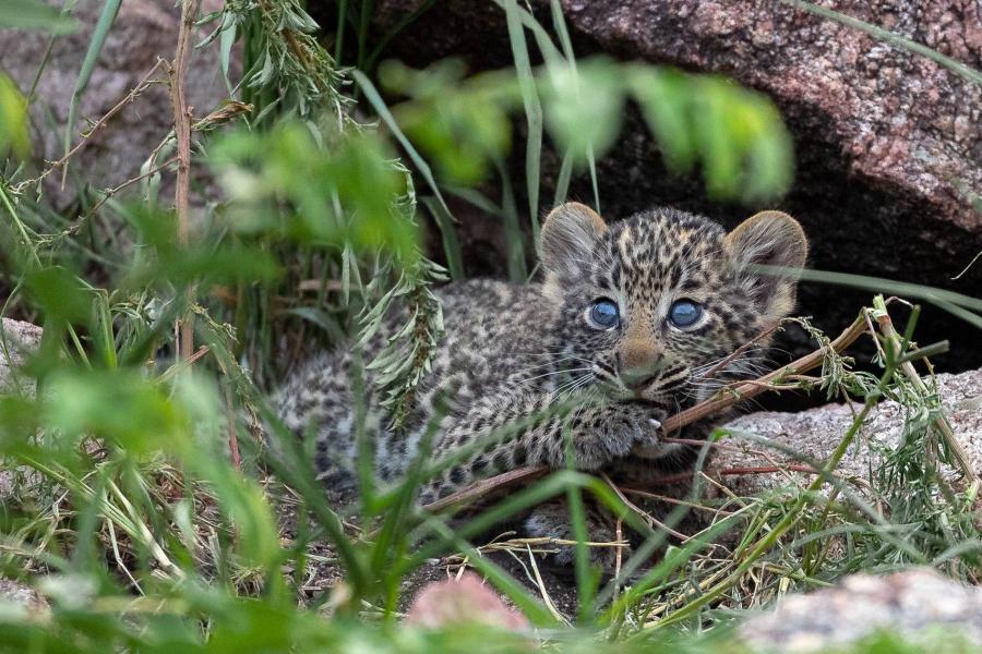 Otthon neveli a leopárdkölyköket a gyöngyösi állatkert gondozója