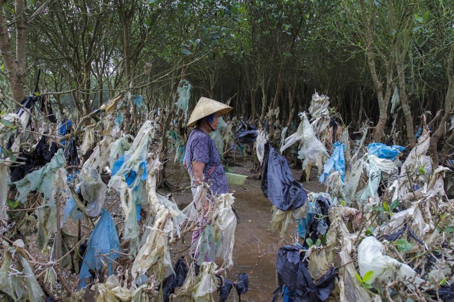 Súlyosan veszélyezteti a mangrove erdőket a folyókból érkező műanyaghulladék