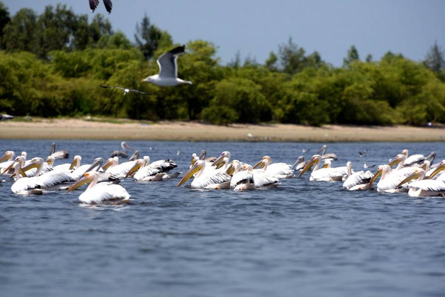 750 pelikántetemet találtak a szenegáli madárparkban