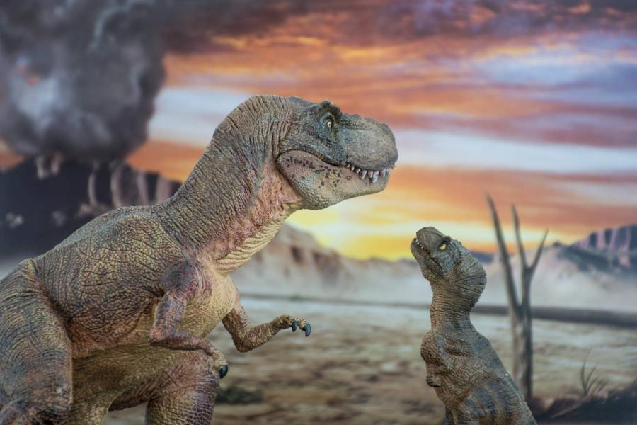 „Kitúrták” a kamasz T-rexek a közepes termetű fajokat
