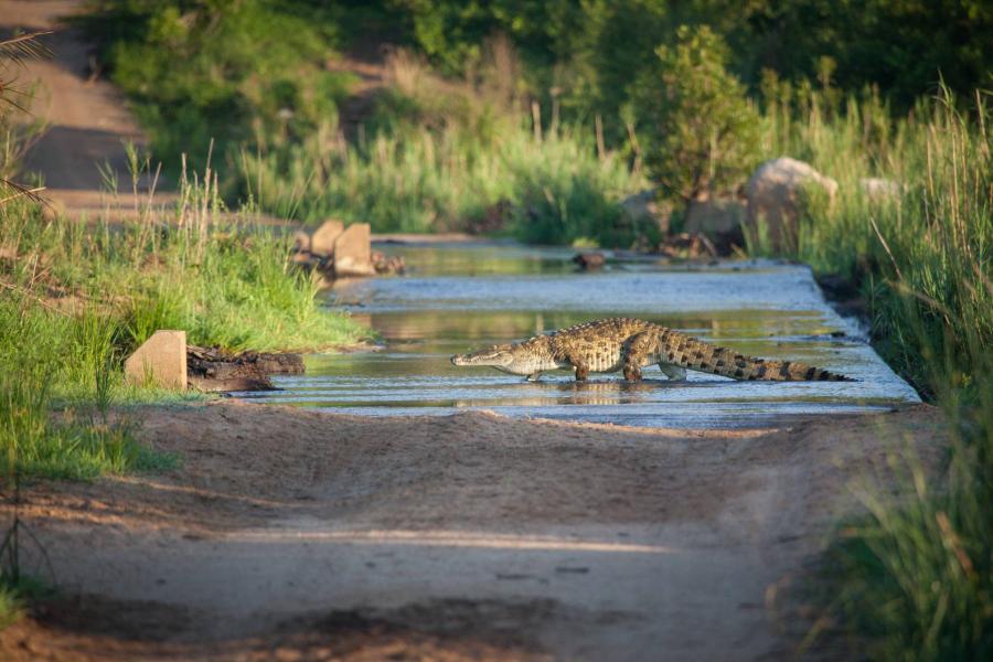 Nílusi krokodilok szöktek meg egy tenyészfarmról a Dél-Afrikai Köztársaságban