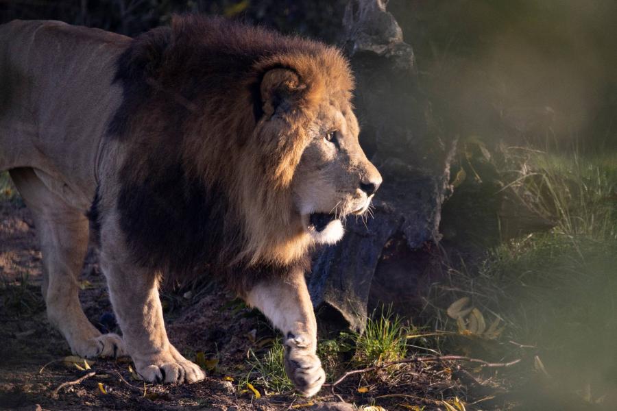 Elaltatták a Phoenix-i Állatkert 22 éves oroszlánját
