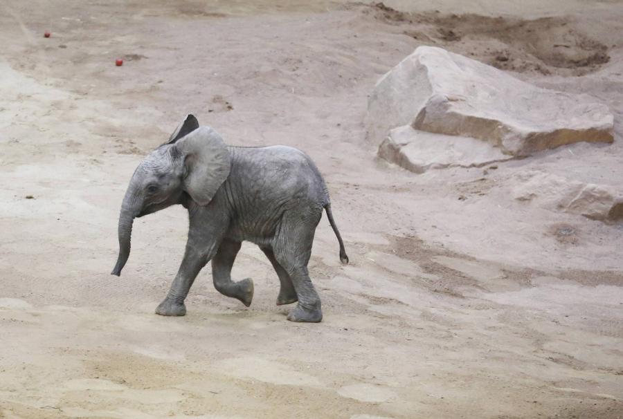 Elefántot hozhat a nyuszi az Állatkertbe (videó)
